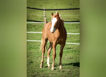 American Quarter Horse, Merrie, 1 Jaar, Vos