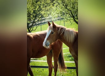American Quarter Horse, Merrie, 1 Jaar, Vos