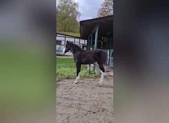 American Quarter Horse, Merrie, 1 Jaar, Zwart