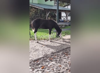 American Quarter Horse, Merrie, 1 Jaar, Zwart
