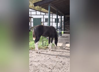 American Quarter Horse, Merrie, 1 Jaar, Zwart