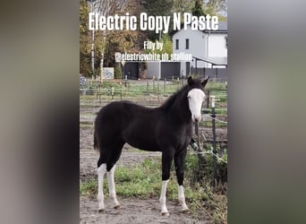 American Quarter Horse, Merrie, 1 Jaar, Zwart