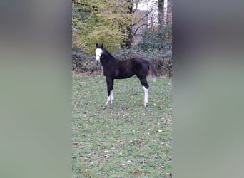 American Quarter Horse, Merrie, 1 Jaar, Zwart