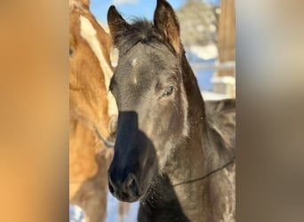 American Quarter Horse, Merrie, 1 Jaar, Zwart