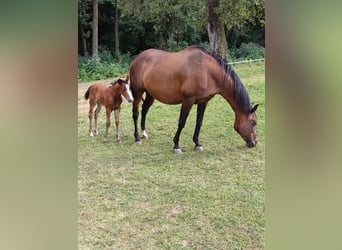 American Quarter Horse, Merrie, 20 Jaar, 150 cm, Bruin