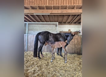 American Quarter Horse, Merrie, 20 Jaar, 150 cm, Zwart