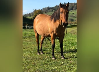 American Quarter Horse, Merrie, 20 Jaar, 152 cm, Falbe
