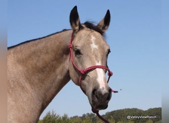 American Quarter Horse, Merrie, 21 Jaar, 142 cm, Buckskin