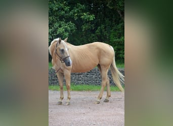 American Quarter Horse, Merrie, 21 Jaar, 150 cm, Palomino