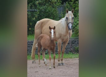 American Quarter Horse, Merrie, 21 Jaar, 150 cm, Palomino