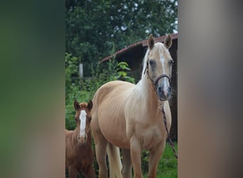 American Quarter Horse, Merrie, 21 Jaar, 150 cm, Palomino