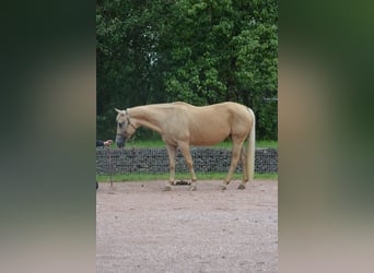 American Quarter Horse, Merrie, 21 Jaar, 150 cm, Palomino