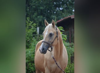 American Quarter Horse, Merrie, 21 Jaar, 150 cm, Palomino