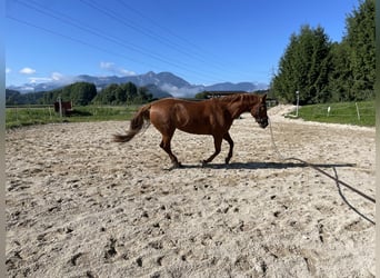 American Quarter Horse, Merrie, 21 Jaar, 153 cm