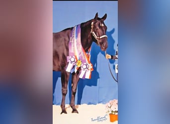 American Quarter Horse, Merrie, 21 Jaar, 154 cm, Zwart