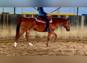 American Quarter Horse, Merrie, 23 Jaar, 149 cm, Vos