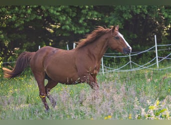 American Quarter Horse, Merrie, 23 Jaar, 150 cm, Vos