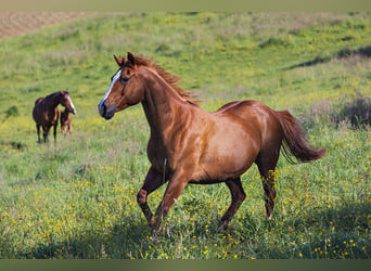 American Quarter Horse, Merrie, 23 Jaar, 150 cm, Vos
