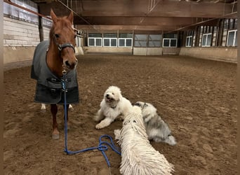 American Quarter Horse, Merrie, 24 Jaar, 149 cm, Vos