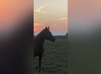 American Quarter Horse Mix, Merrie, 24 Jaar, 150 cm, Roodvos