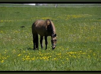 American Quarter Horse, Merrie, 26 Jaar, 150 cm, Buckskin