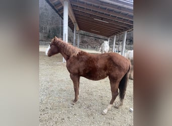 American Quarter Horse, Merrie, 2 Jaar, 130 cm, Roodbruin