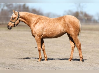 American Quarter Horse, Merrie, 2 Jaar, 137 cm, Palomino