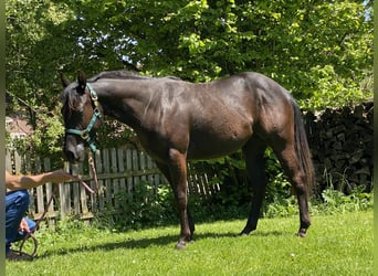 American Quarter Horse, Merrie, 2 Jaar, 138 cm, Zwart