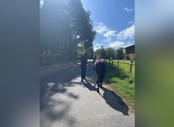 American Quarter Horse, Merrie, 2 Jaar, 140 cm