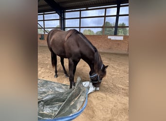 American Quarter Horse, Merrie, 2 Jaar, 140 cm