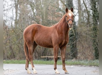 American Quarter Horse, Merrie, 2 Jaar, 141 cm, Donkere-vos