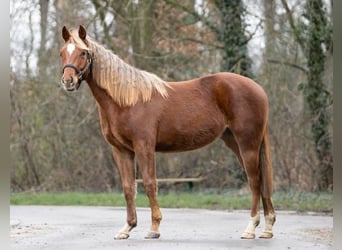 American Quarter Horse, Merrie, 2 Jaar, 141 cm, Donkere-vos