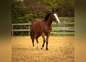 American Quarter Horse, Merrie, 2 Jaar, 142 cm, Bruin