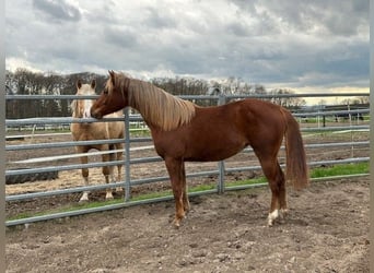 American Quarter Horse, Merrie, 2 Jaar, 142 cm, Donkere-vos