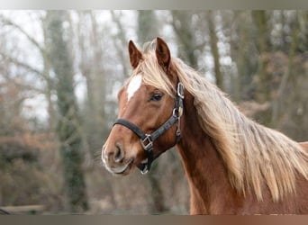 American Quarter Horse, Merrie, 2 Jaar, 142 cm, Donkere-vos
