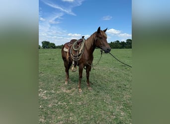 American Quarter Horse, Merrie, 2 Jaar, 142 cm, Donkere-vos