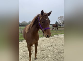 American Quarter Horse, Merrie, 2 Jaar, 142 cm, Donkere-vos