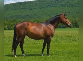 American Quarter Horse, Merrie, 2 Jaar, 142 cm, Roodbruin