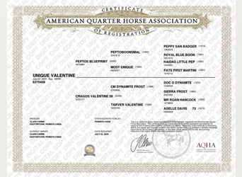 American Quarter Horse, Merrie, 2 Jaar, 142 cm, Roodbruin