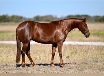 American Quarter Horse, Merrie, 2 Jaar, 142 cm, Roodvos