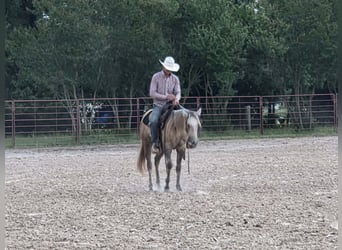 American Quarter Horse, Merrie, 2 Jaar, 142 cm, Schimmel