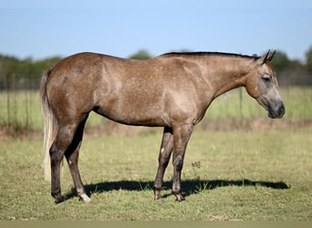 American Quarter Horse, Merrie, 2 Jaar, 142 cm, Schimmel