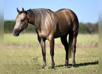 American Quarter Horse, Merrie, 2 Jaar, 142 cm, Schimmel