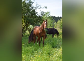 American Quarter Horse, Merrie, 2 Jaar, 142 cm, Vos