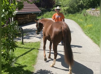American Quarter Horse, Merrie, 2 Jaar, 142 cm, Vos