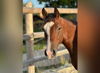 American Quarter Horse, Merrie, 2 Jaar, 143 cm, Bruin