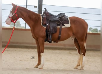 American Quarter Horse, Merrie, 2 Jaar, 144 cm, Vos