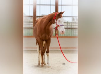 American Quarter Horse, Merrie, 2 Jaar, 144 cm, Vos