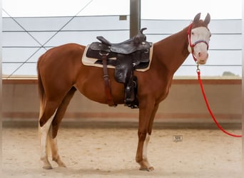 American Quarter Horse, Merrie, 2 Jaar, 144 cm, Vos