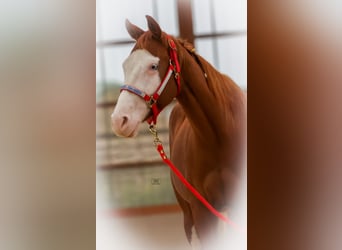 American Quarter Horse, Merrie, 2 Jaar, 144 cm, Vos